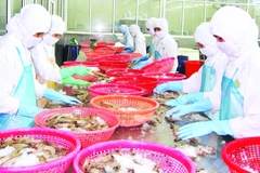 Chế biến tôm sú xuất khẩu ở thành phố Cần Thơ.