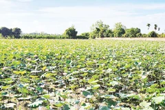 Mô hình trồng sen mùa nước nổi tại xã Tân Hòa, thành phố Cần Thơ.