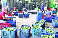 Các vựa xoài phân loại xoài cóc đưa ra thị trường.