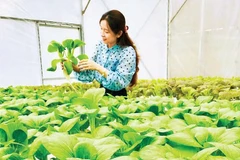 Khu sản xuất rau an toàn của Hợp tác xã Cao Minh Tâm, xã Việt Tiến, tỉnh Hưng Yên.