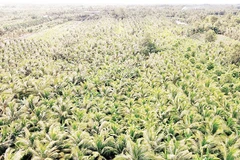 Dừa được trồng mới tại xã Phú Cần, tỉnh Vĩnh Long.