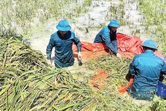 Lực lượng chức năng giúp người dân xã Trần Phú thu hoạch lúa. 