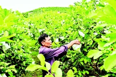 Vườn ổi rộng hàng héc-ta giữa thung lũng xã Phúc Hòa, tỉnh Bắc Ninh. (Ảnh BẢO LONG)