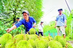 Nông dân An Giang thu hoạch sầu riêng. (Ảnh PHONG LINH)