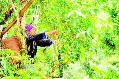Đồng bào dân tộc H'Mông ở xã Sín Chải thu hái búp chè trên cây chè Shan tuyết cổ thụ.