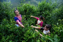 Người dân ở Tây Côn Lĩnh (Tuyên Quang) thu hoạch chè shan tuyết cổ thụ.