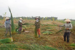 Lác cọng, nguyên liệu cho làng nghề dệt chiếu Cà Hom, Bến Bạ, xã Hàm Giang, tỉnh Vĩnh Long.