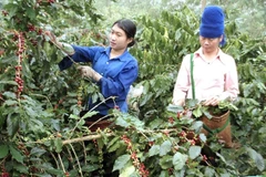 Hiện có tới hơn 90% khối lượng hàng cà phê xuất khẩu của Việt Nam là sản phẩm sơ chế. (Ảnh Danh Lam) 