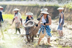 Các nghệ sĩ trong một buổi cày ruộng trong chương trình truyền hình thực tế về nông thôn-“Gia đình Haha".