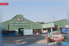 [Video] Bắt khẩn cấp Tổng Giám đốc Công ty CP Đồ hộp Hạ Long 