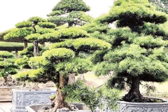 Cây cảnh Vị Khê được liệt vào hạng “kỳ hoa dị thảo”, có giá trị không chỉ về tiền bạc mà còn như những tác phẩm nghệ thuật có một không hai.