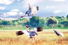 Cơ quan chức năng Đồng Tháp đang tích cực bảo tồn sếu đầu đỏ. Ảnh: ĐOÀN HỒNG
