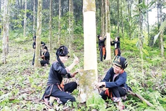 Cây quế được đồng bào ở Lào Cai xem như “vàng xanh”, giúp thoát nghèo. Ảnh: Thiên An