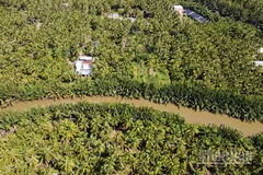 Xã Tiểu Cần, tỉnh Vĩnh Long ngút ngàn những rặng dừa xanh.