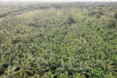 Tỉnh Vĩnh Long có hơn 120.000ha dừa, đứng đầu cả nước về diện tích.