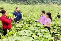 Cán bộ tín dụng của Ngân hàng Chính sách xã hội tỉnh Phú Thọ hướng dẫn người dân sử dụng vốn vay đầu tư đúng mục đích, hiệu quả.