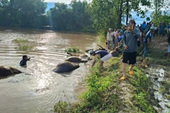 Nước lũ dâng cao làm đàn trâu bị chết ngạt ngoài đồng ruộng.