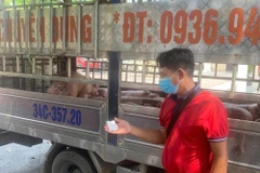 Lực lượng chức năng phát hiện và bắt giữ số lượng lớn lợn nhiễm bệnh đi tiêu thụ.