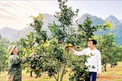 Năm 2025, trang trại cam của ông Trịnh Xuân Giáo (áo trắng) ở thung lũng Thiên Sơn thu về 300 tấn quả.