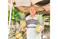 Khóm của ông Huỳnh Húa trồng tại vườn.