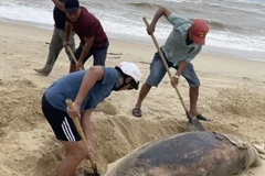 Người dân chôn cất xác cá heo ngay trên bờ biển.
