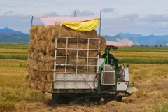 Máy cuộn rơm để bán cho thương lái ngay trên cánh đồng xã Lệ Thủy, tỉnh Quảng Trị (Ảnh: HM) 