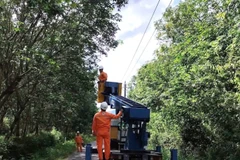 Công nhân Công ty Điện lực Quảng Trị cưa cắt xây có nguy cơ gãy đổ vào đường dây điện ở xã Bố Trạch.