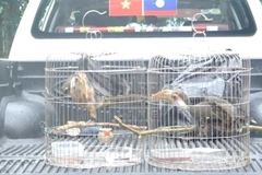 Hai cá thể chim quý hiếm do người dân ở Quảng Trị tự nguyện giao nộp cho cơ quan chức năng.