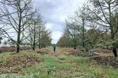 Vườn sầu riêng ở tỉnh Đồng Tháp bị thiệt hại do nước nổi, triều cường vừa qua.