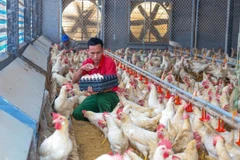Trang trại chăn nuôi gà Ai Cập lấy trứng tại xã Tam Dương (Phú Thọ) được xây dựng theo mô hình khép kín, áp dụng công nghệ cao. (Ảnh TRÀ HƯƠNG)