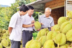 Lâm Đồng đang tăng cường giám sát mã số vùng trồng sầu riêng xuất khẩu. Ảnh: Lam Dong