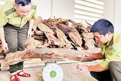 Cán bộ kiểm lâm kiểm đếm khối lượng gỗ Pơ mu tàng trữ trái pháp luật.