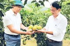 Mô hình cam hữu cơ ở xã Thanh Đức.