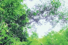 Hòa vào bản tình ca núi rừng