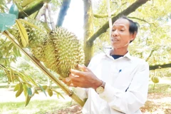 Nhờ trồng sầu riêng, hàng nghìn nông hộ ở Đắk Lắk đã thoát nghèo, vươn lên làm giàu.