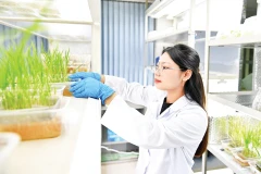 Viện Di truyền Nông nghiệp đã hoàn thiện nghiên cứu chỉnh sửa gen ở giống lúa TBR225 kháng bạc lá.