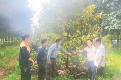 Anh Phạm Ngọc Hồ (thứ ba từ trái sang) - kỹ sư của Công ty TNHH MTV Minh Tuyết đang giới thiệu cách chăm bón sầu riêng bằng phân hữu cơ trùn quế do công ty sản xuất.