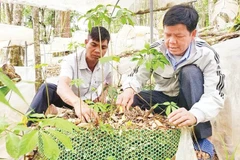Anh A Sỹ (bên phải) hướng dẫn người dân trồng sâm Ngọc Linh. Ảnh: Hữu Phúc