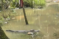 Hình ảnh cá sấu do người dân chụp ở vườn nhà.