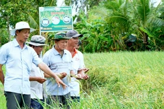Dù giá thị trường giảm sâu nhưng nông dân ấp 15, phường Láng Tròn, tỉnh Cà Mau vẫn hăm hở vì lúa được bao tiêu với giá đến 11.000 đồng/kg.