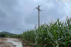 Một cột điện bị sạt lở sau bão tại xã Lục Yên (tỉnh Lào Cai).