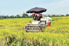 Nhiều địa phương chủ động gặt các trà lúa sớm trước khi bão số 10 đổ bộ.