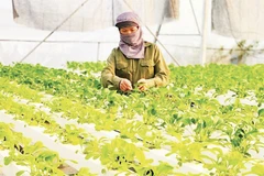 Sản xuất nông nghiệp Hà Nội ngày càng hiện đại.