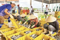 Hoạt động tại cảng cá Tắc Cậu.
