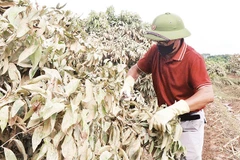 Người dân xã Phúc Hòa chăm sóc cây vải sau mưa lũ.