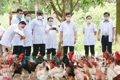 Khách tham quan trang trại gà Mía giống. 