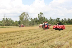 Thu hoạch lúa chất lượng cao, phát thải thấp tại xã Châu Thành, tỉnh Vĩnh Long.