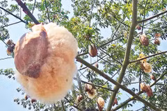 Bông gòn phá vỏ nở bung ra.