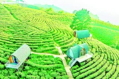 Công ty trách nhiệm hữu hạn Kolia Cao Bằng xây dựng vùng nguyên liệu, sản xuất sản phẩm trà cao cấp, kết hợp du lịch sinh thái đạt hiệu quả tốt.