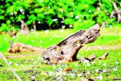 Độc đáo mùa bướm rừng ở Cúc Phương.